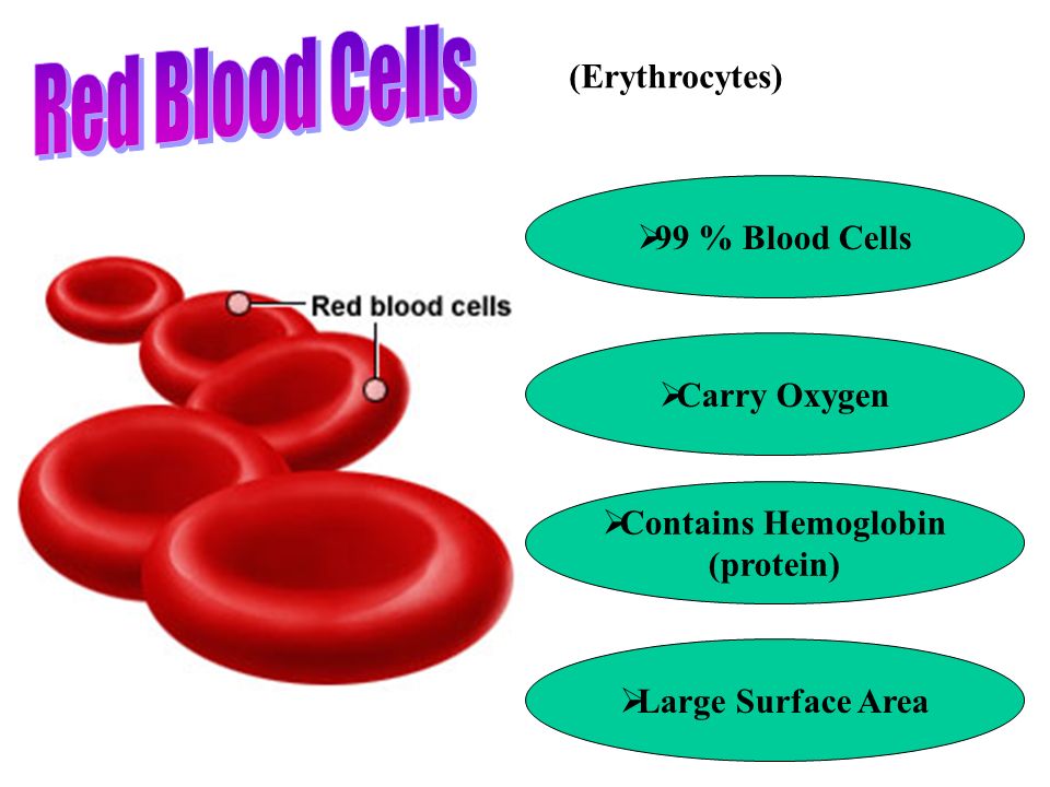 Carry Oxygen  Contains Hemoglobin (protein)  Large Surface Area (Erythrocytes)  99 % Blood Cells