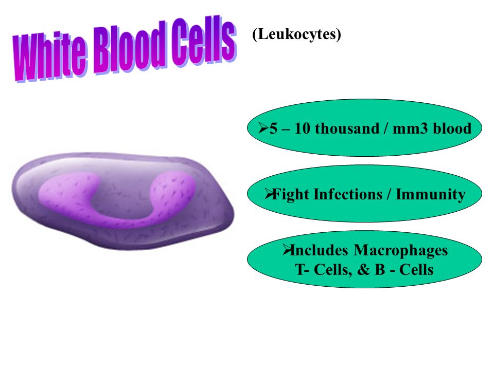 (Leukocytes)  5 – 10 thousand / mm3 blood  Fight Infections / Immunity  Includes Macrophages T- Cells, & B - Cells