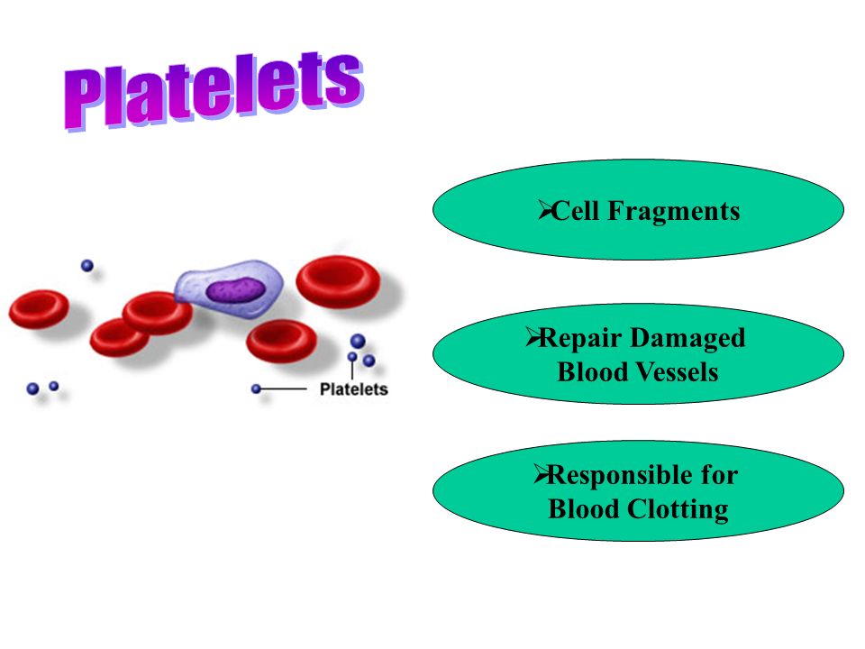  Cell Fragments  Repair Damaged Blood Vessels  Responsible for Blood Clotting