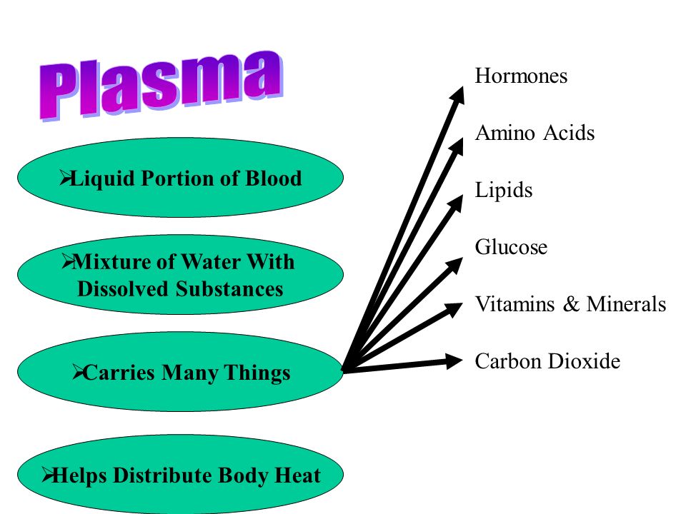  Mixture of Water With Dissolved Substances  Carries Many Things  Liquid Portion of Blood Hormones Amino Acids Lipids Glucose Vitamins & Minerals Carbon Dioxide  Helps Distribute Body Heat