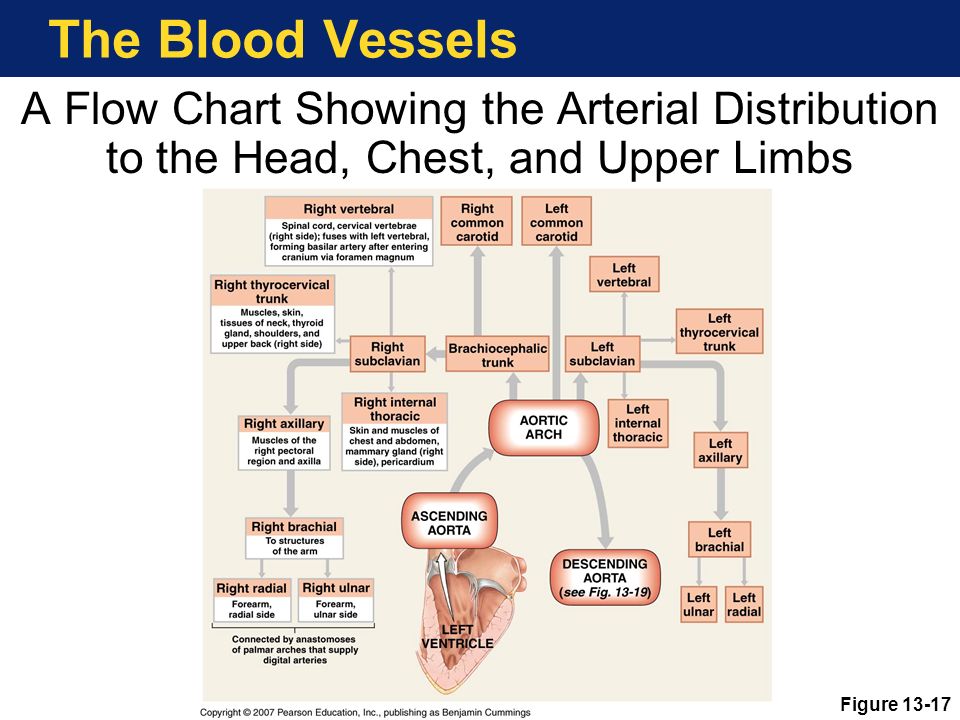 Arteries Of Upper Limb Flow Chart