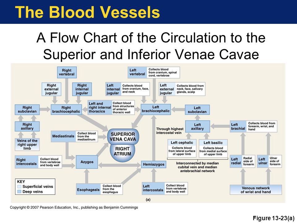 Venous Blood Flow Chart