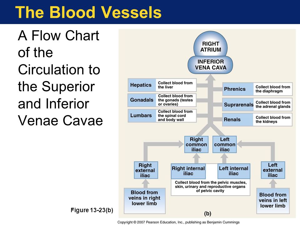 Pathway Of Blood Flow To The Right Kidney Flow Chart