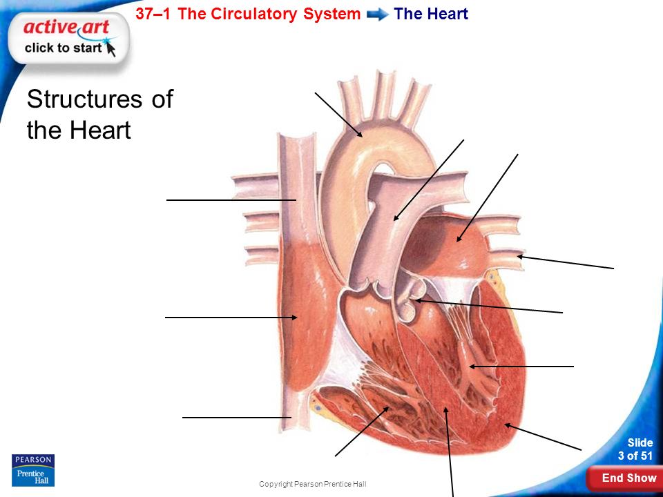 End Show 37–1 The Circulatory System Slide 3 of 51 Copyright Pearson Prentice Hall The Heart Structures of the Heart