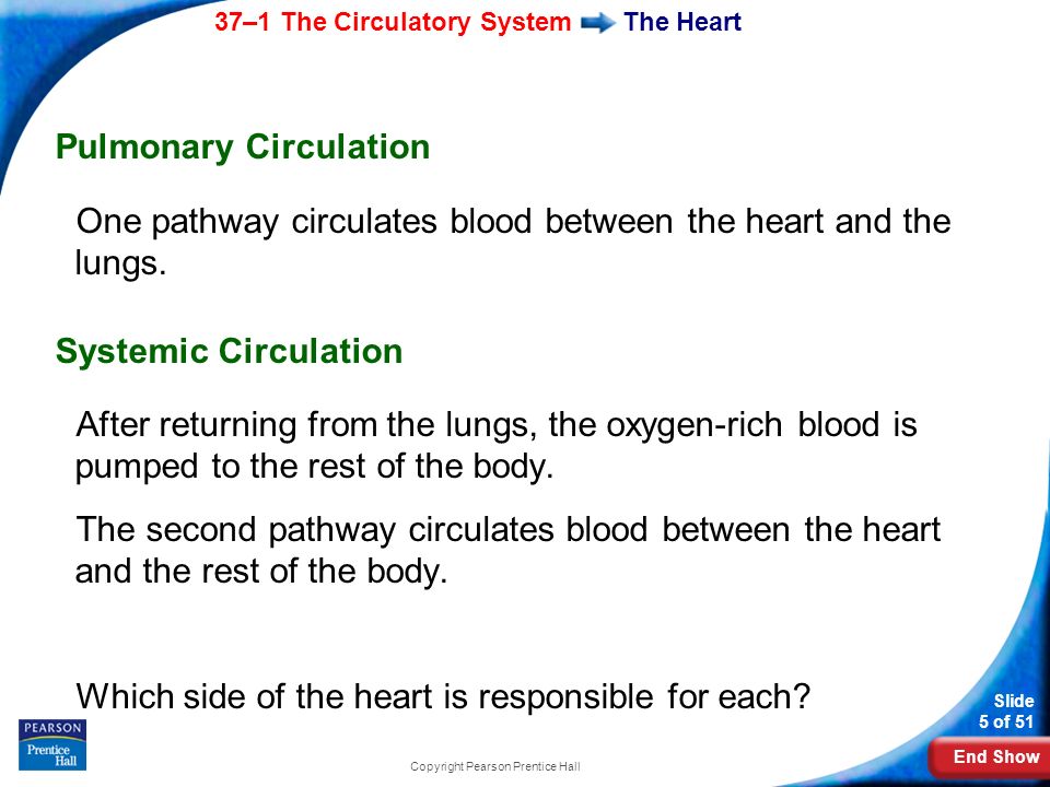 End Show 37–1 The Circulatory System Slide 5 of 51 Copyright Pearson Prentice Hall The Heart Pulmonary Circulation One pathway circulates blood between the heart and the lungs.