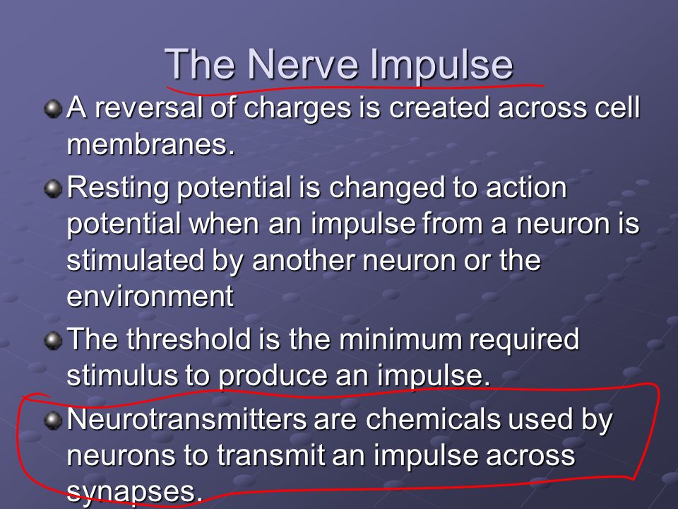 The Nerve Impulse A reversal of charges is created across cell membranes.