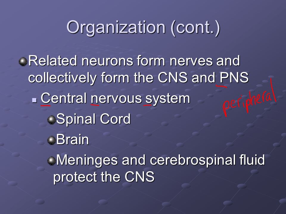 Organization (cont.) Related neurons form nerves and collectively form the CNS and PNS Central nervous system Central nervous system Spinal Cord Brain Meninges and cerebrospinal fluid protect the CNS