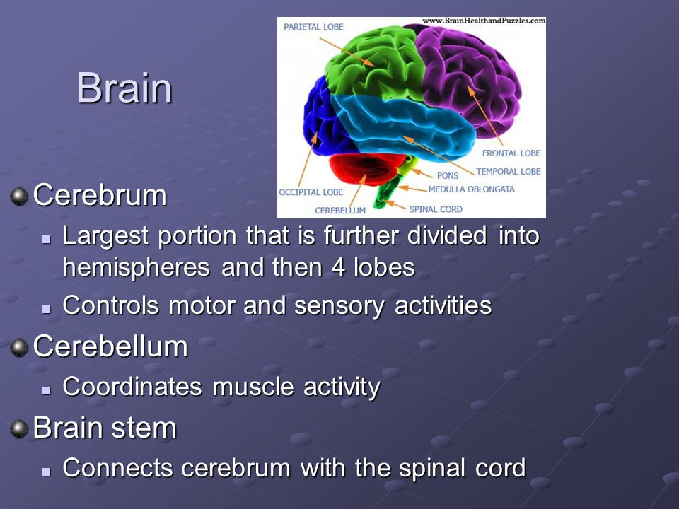 Brain Cerebrum Largest portion that is further divided into hemispheres and then 4 lobes Largest portion that is further divided into hemispheres and then 4 lobes Controls motor and sensory activities Controls motor and sensory activitiesCerebellum Coordinates muscle activity Coordinates muscle activity Brain stem Connects cerebrum with the spinal cord Connects cerebrum with the spinal cord