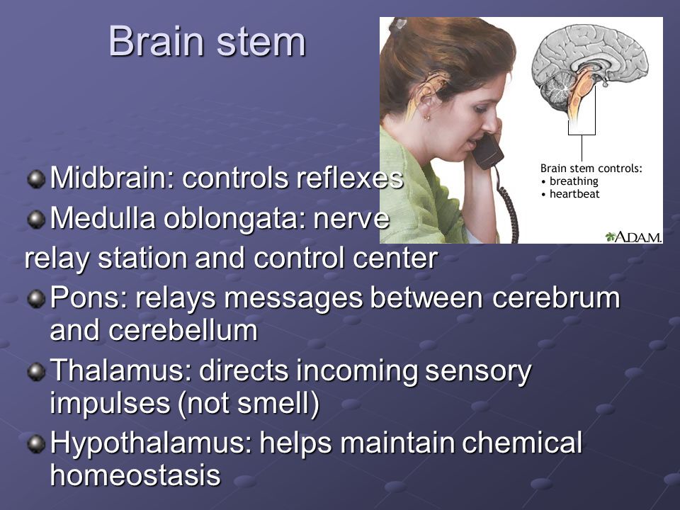 Brain stem Midbrain: controls reflexes Medulla oblongata: nerve relay station and control center Pons: relays messages between cerebrum and cerebellum Thalamus: directs incoming sensory impulses (not smell) Hypothalamus: helps maintain chemical homeostasis