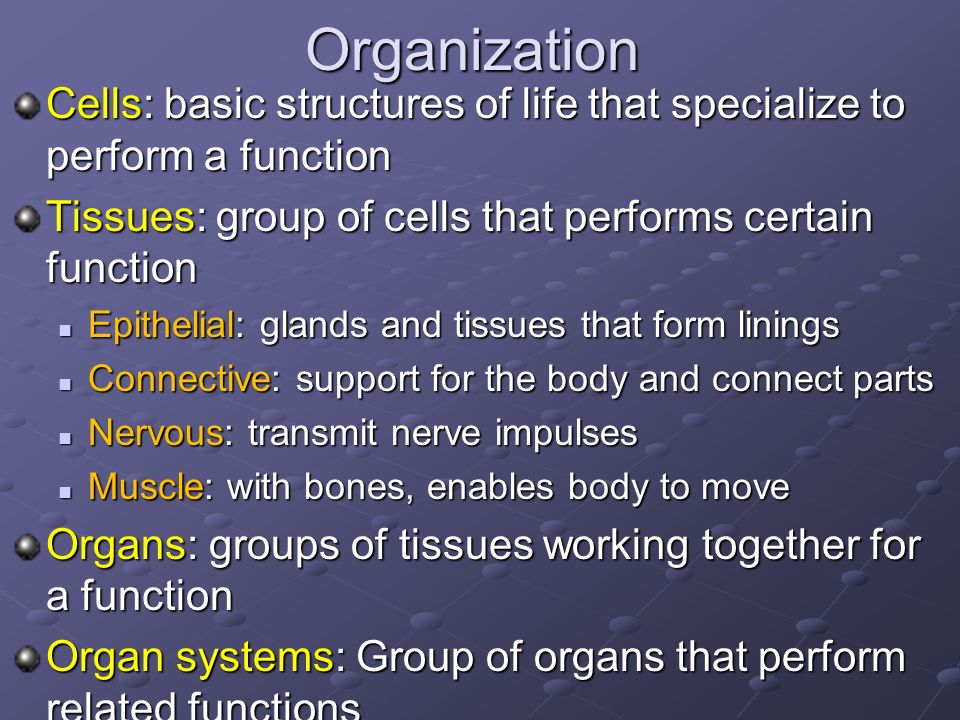 Organization Cells: basic structures of life that specialize to perform a function Tissues: group of cells that performs certain function Epithelial: glands and tissues that form linings Epithelial: glands and tissues that form linings Connective: support for the body and connect parts Connective: support for the body and connect parts Nervous: transmit nerve impulses Nervous: transmit nerve impulses Muscle: with bones, enables body to move Muscle: with bones, enables body to move Organs: groups of tissues working together for a function Organ systems: Group of organs that perform related functions