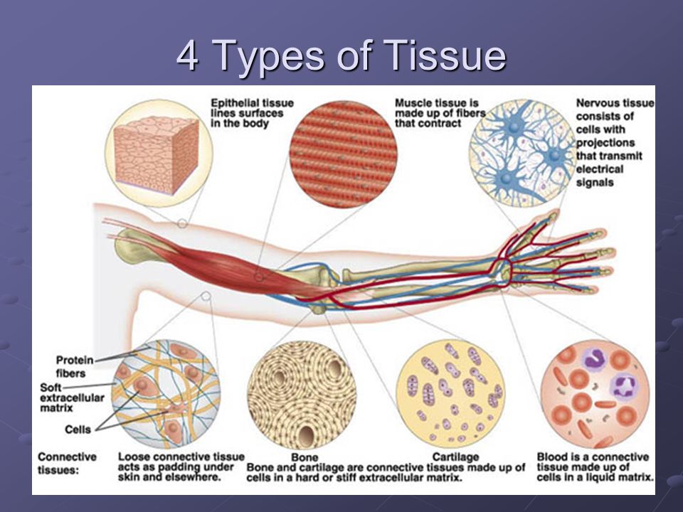 4 Types of Tissue