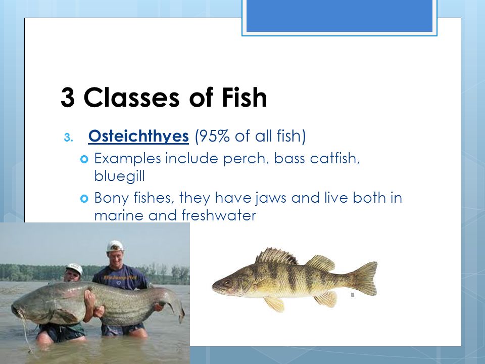 3 Classes of Fish 3.