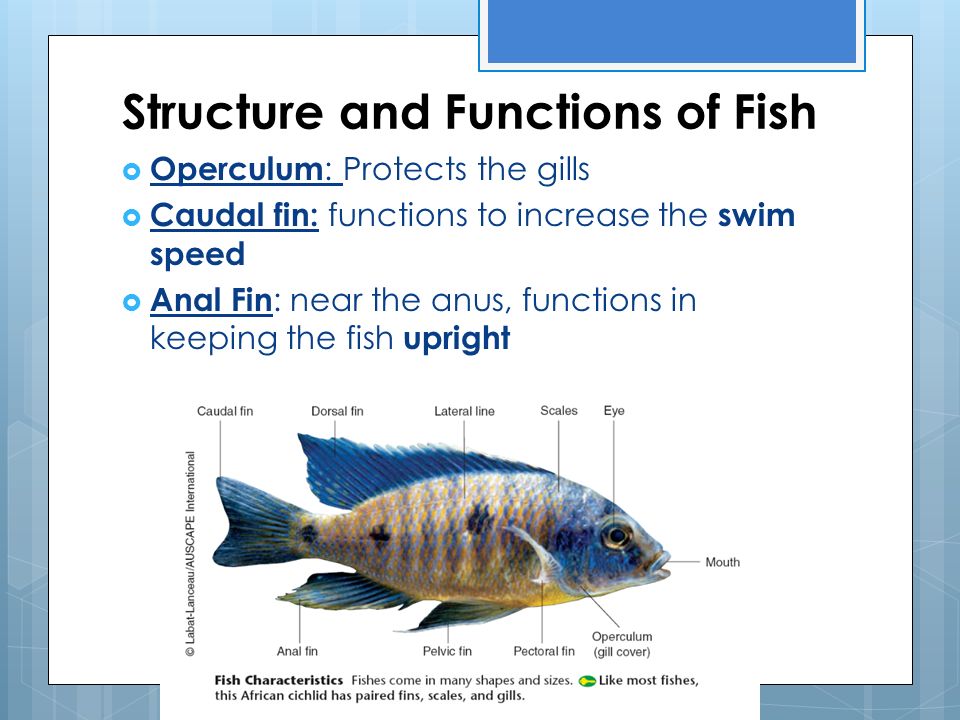 Structure and Functions of Fish  Operculum : Protects the gills  Caudal fin: functions to increase the swim speed  Anal Fin : near the anus, functions in keeping the fish upright