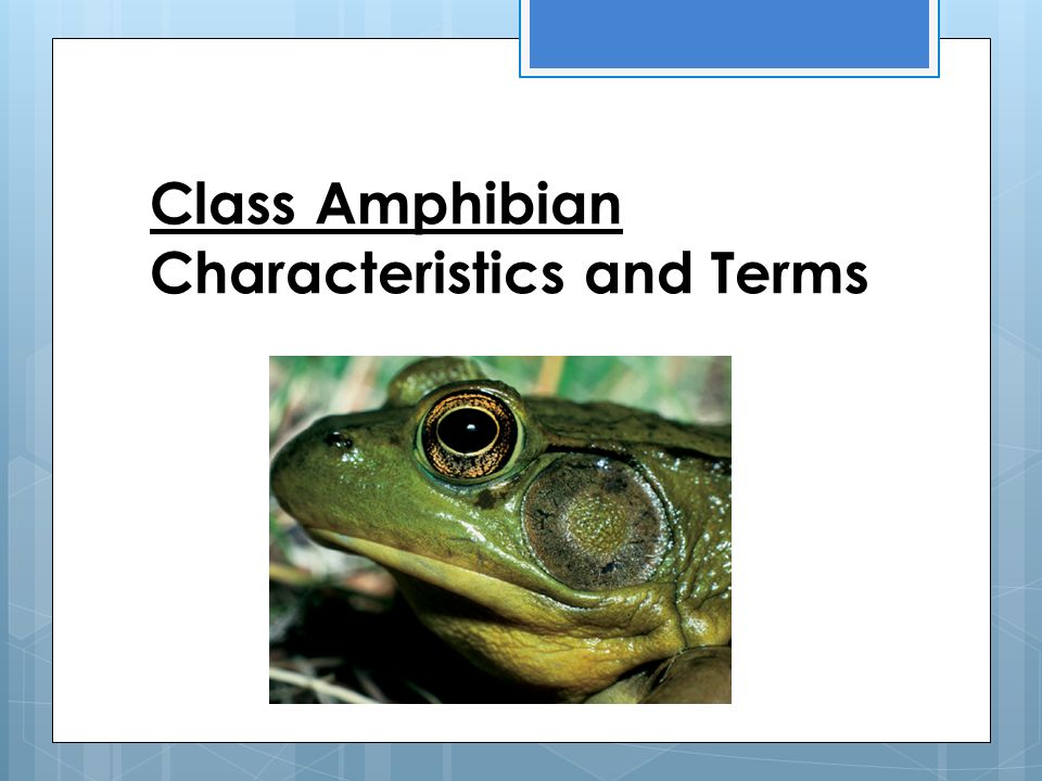 Class Amphibian Characteristics and Terms