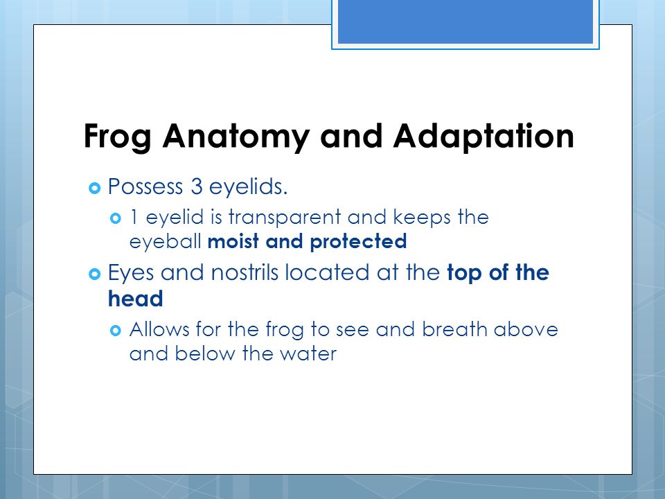 Frog Anatomy and Adaptation  Possess 3 eyelids.