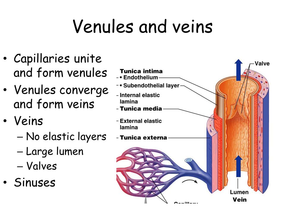 Venules and veins Capillaries unite and form venules Venules converge and form veins Veins – No elastic layers – Large lumen – Valves Sinuses