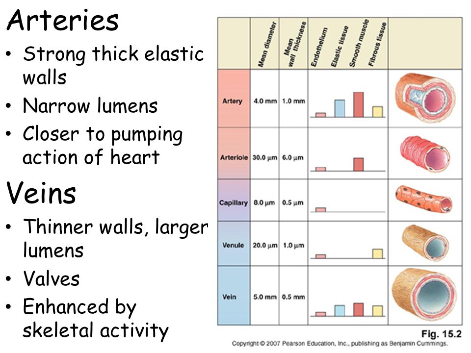 Blood Vessels And Hemodynamics Types Of Blood Vessels Arteries Divide Elastic Conducting Arteries Muscular Arteries Arterioles Branch Into Capillaries Ppt Download Blood Vessels And Hemodynamics Types Of Blood Vessels Arteries Divide Elastic Conducting Arteries Muscular Arteries Arterioles Branch Into Capillaries Ppt Download