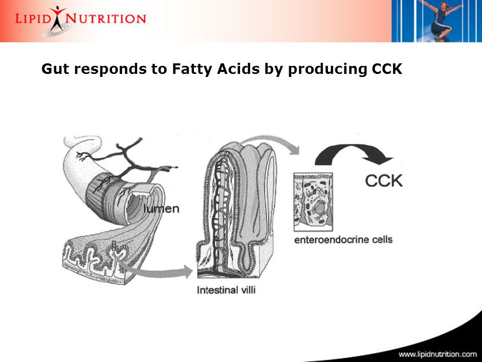 Gut responds to Fatty Acids by producing CCK