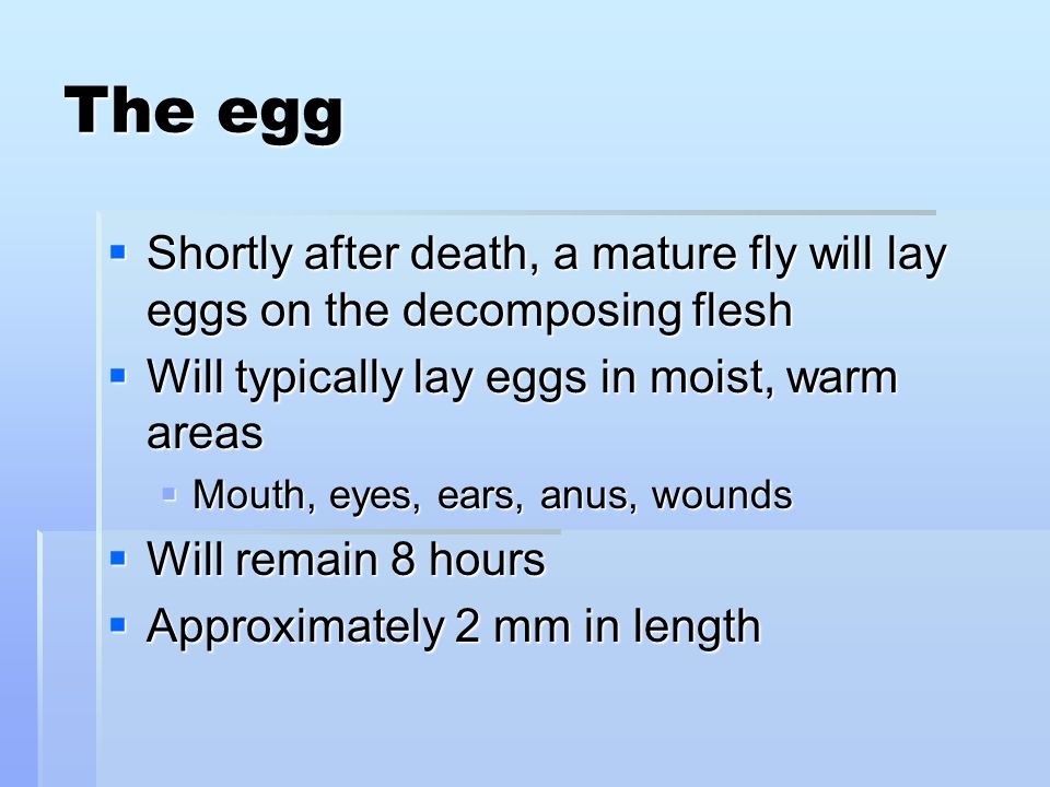 The egg  Shortly after death, a mature fly will lay eggs on the decomposing flesh  Will typically lay eggs in moist, warm areas  Mouth, eyes, ears, anus, wounds  Will remain 8 hours  Approximately 2 mm in length