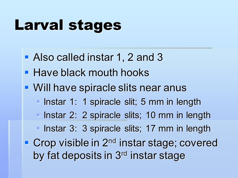Larval stages  Also called instar 1, 2 and 3  Have black mouth hooks  Will have spiracle slits near anus  Instar 1: 1 spiracle slit; 5 mm in length  Instar 2: 2 spiracle slits; 10 mm in length  Instar 3: 3 spiracle slits; 17 mm in length  Crop visible in 2 nd instar stage; covered by fat deposits in 3 rd instar stage