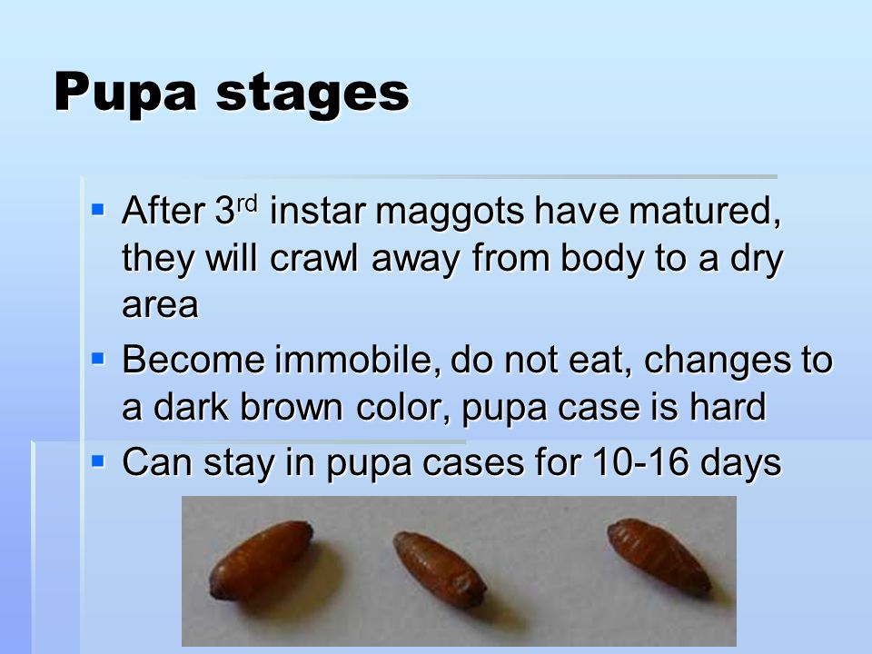 Pupa stages  After 3 rd instar maggots have matured, they will crawl away from body to a dry area  Become immobile, do not eat, changes to a dark brown color, pupa case is hard  Can stay in pupa cases for days