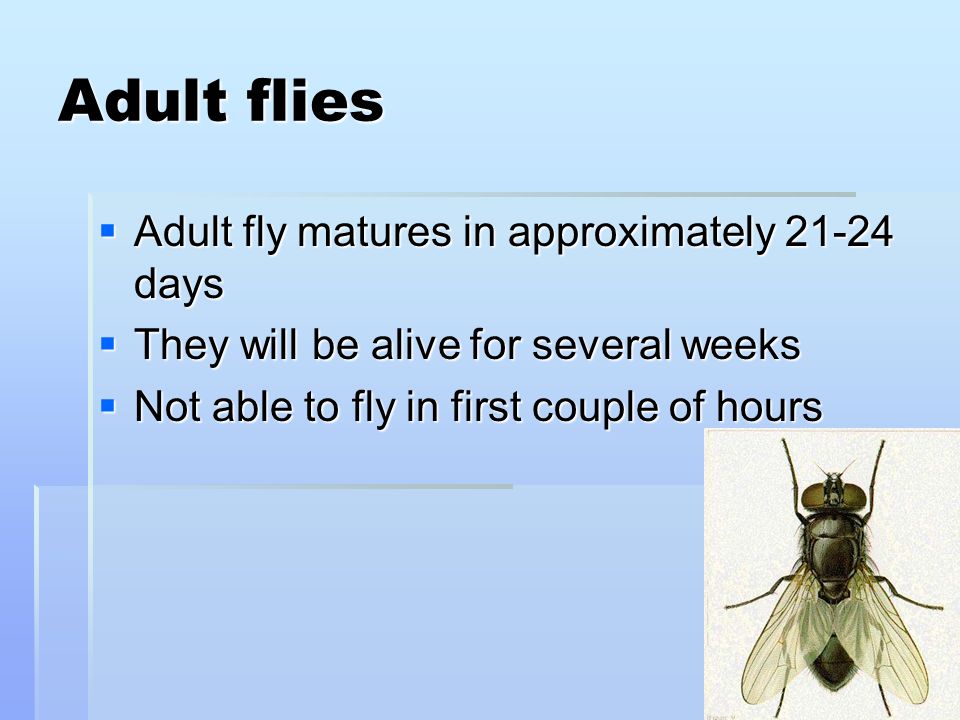 Adult flies  Adult fly matures in approximately days  They will be alive for several weeks  Not able to fly in first couple of hours