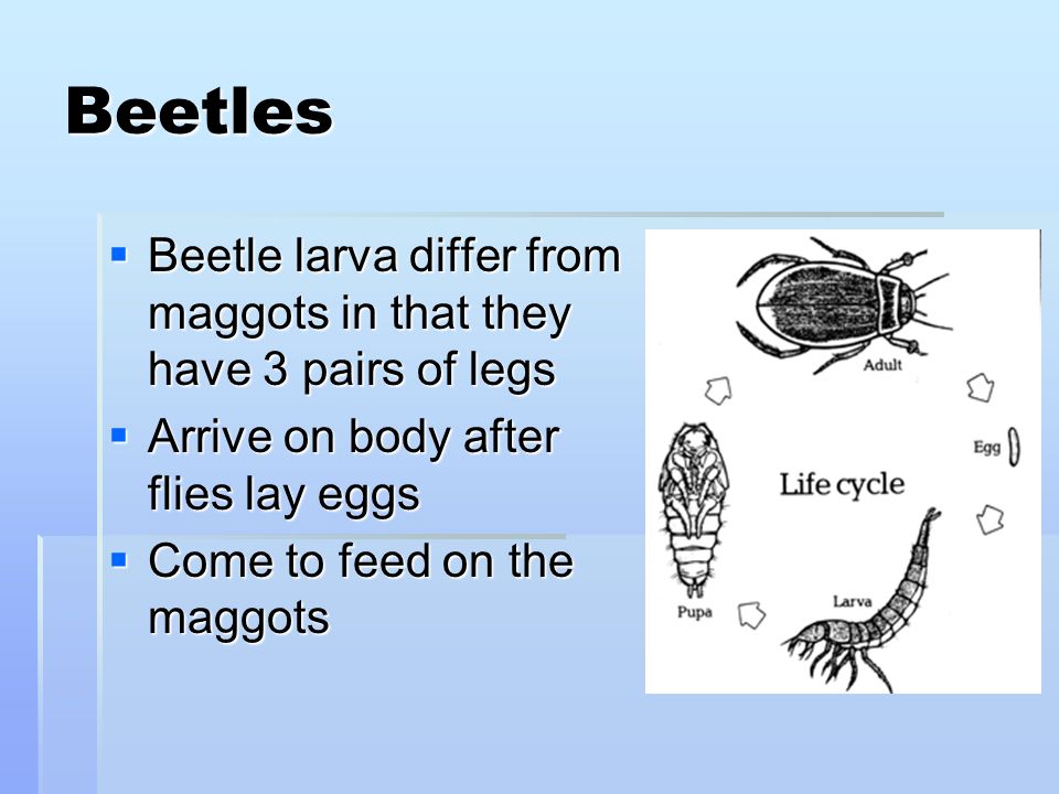 Beetles  Beetle larva differ from maggots in that they have 3 pairs of legs  Arrive on body after flies lay eggs  Come to feed on the maggots