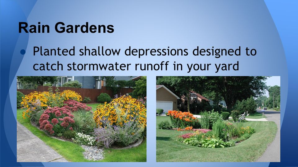 Rain Gardens ●Planted shallow depressions designed to catch stormwater runoff in your yard