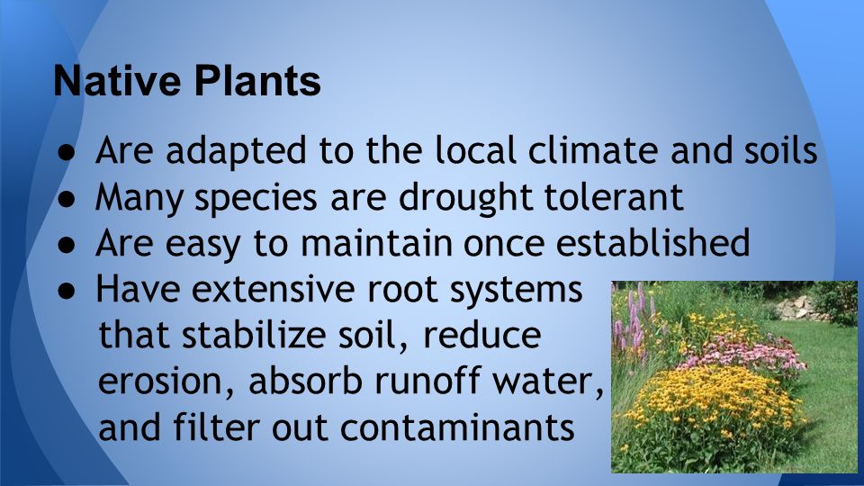 ● Are adapted to the local climate and soils ● Many species are drought tolerant ● Are easy to maintain once established ● Have extensive root systems that stabilize soil, reduce erosion, absorb runoff water, and filter out contaminants Native Plants