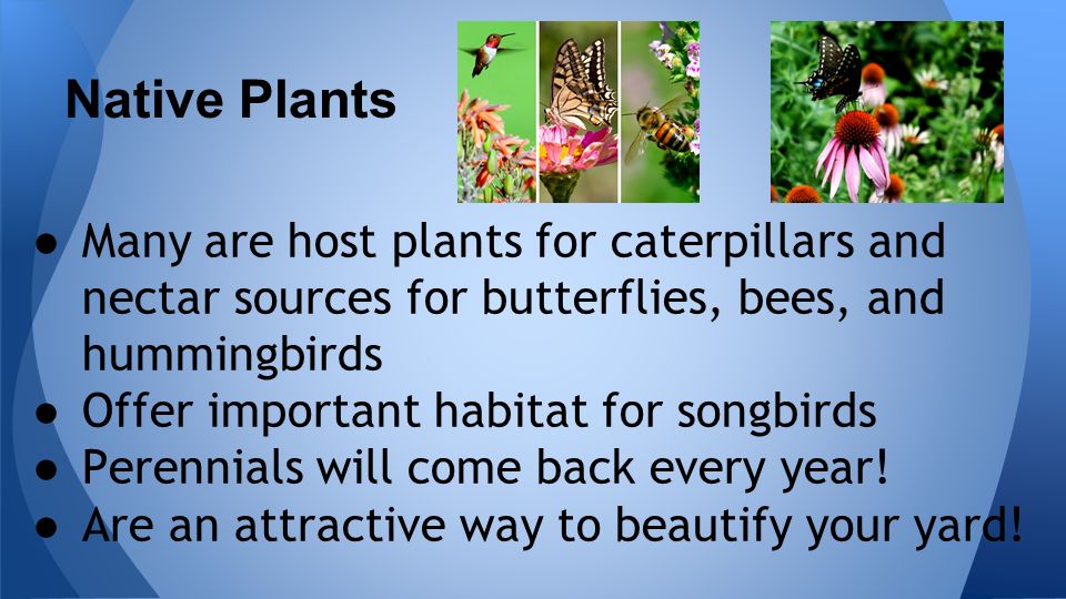 ● Many are host plants for caterpillars and nectar sources for butterflies, bees, and hummingbirds ● Offer important habitat for songbirds ● Perennials will come back every year.