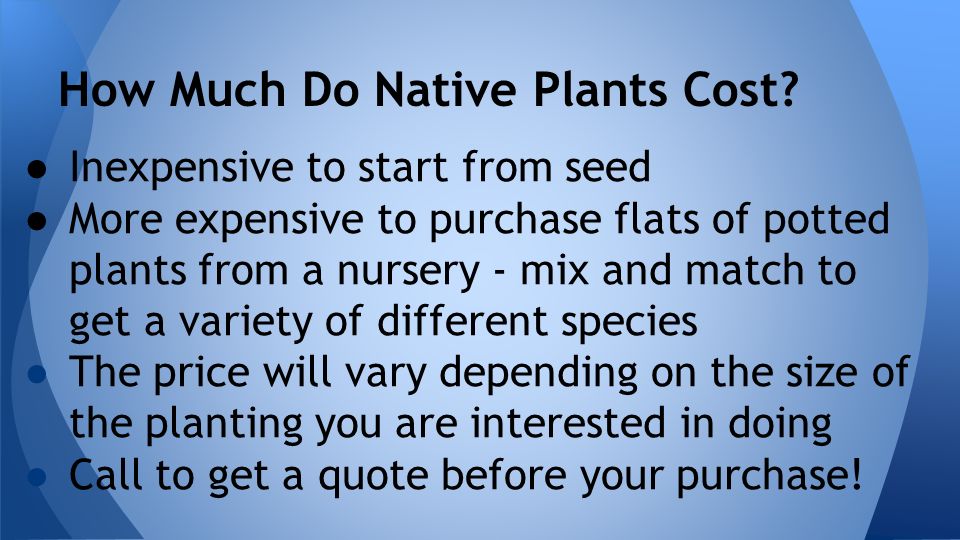 ● Inexpensive to start from seed ● More expensive to purchase flats of potted plants from a nursery - mix and match to get a variety of different species ● The price will vary depending on the size of the planting you are interested in doing ● Call to get a quote before your purchase.