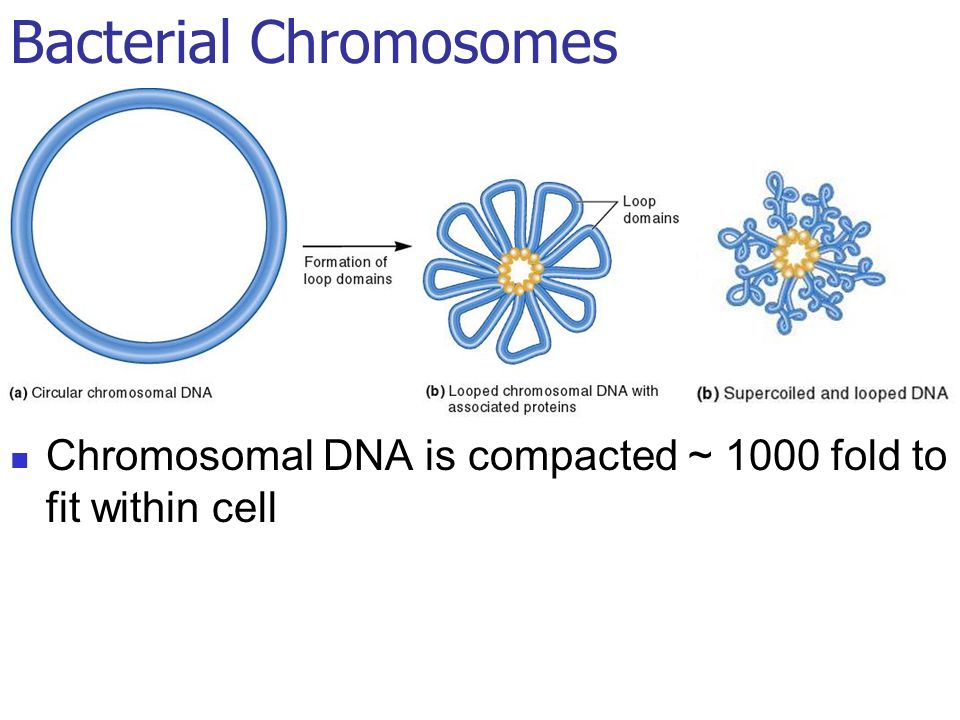 prokaryotic chromosome structure