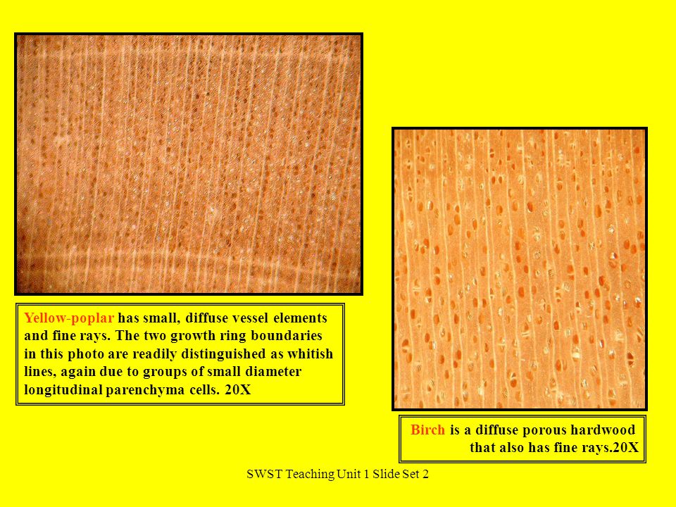 SWST Teaching Unit 1 Slide Set 2 Yellow-poplar has small, diffuse vessel elements and fine rays.