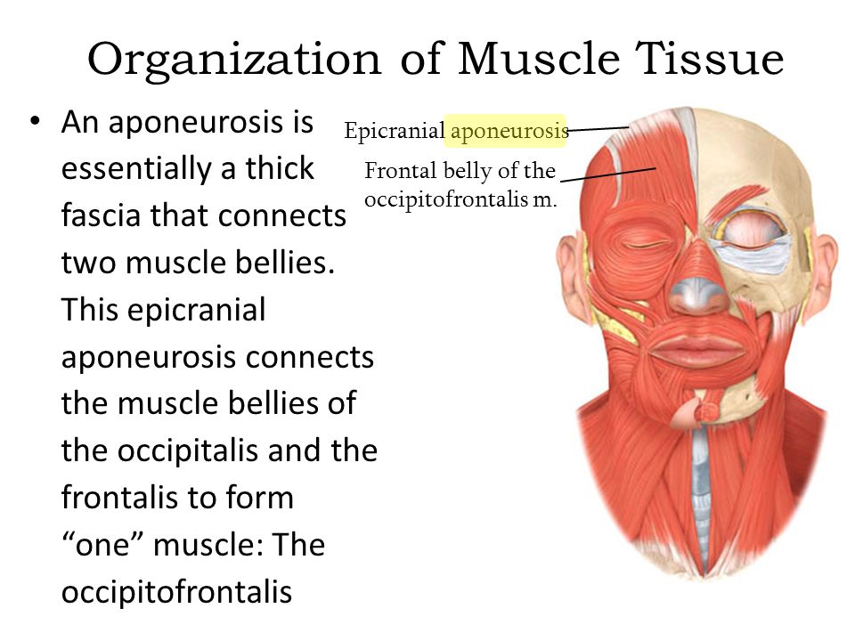 organization of muscle tissue an aponeurosis is essentially a thick