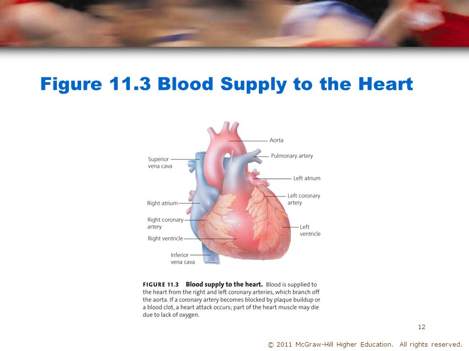 © 2011 McGraw-Hill Higher Education. All rights reserved. Figure 11.3 Blood Supply to the Heart 12