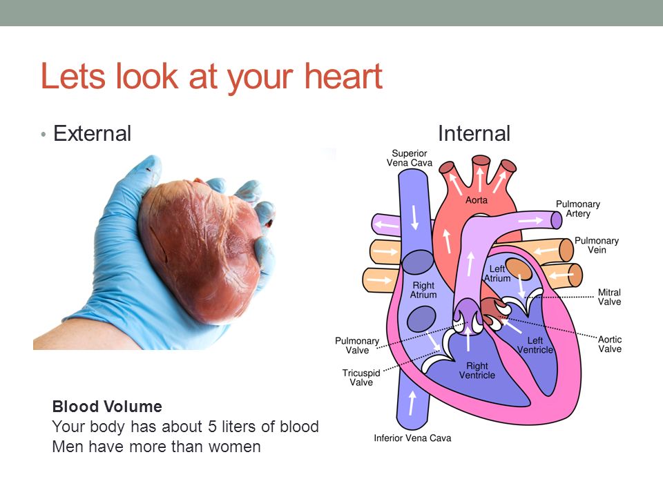 Lets look at your heart ExternalInternal Blood Volume Your body has about 5 liters of blood Men have more than women