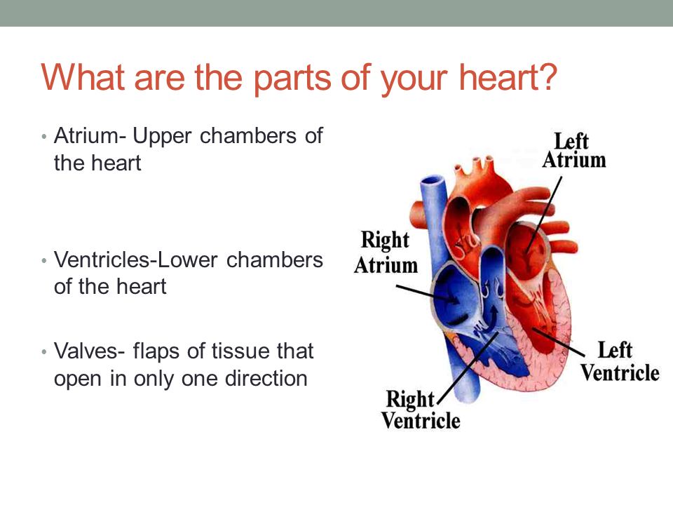 What are the parts of your heart.