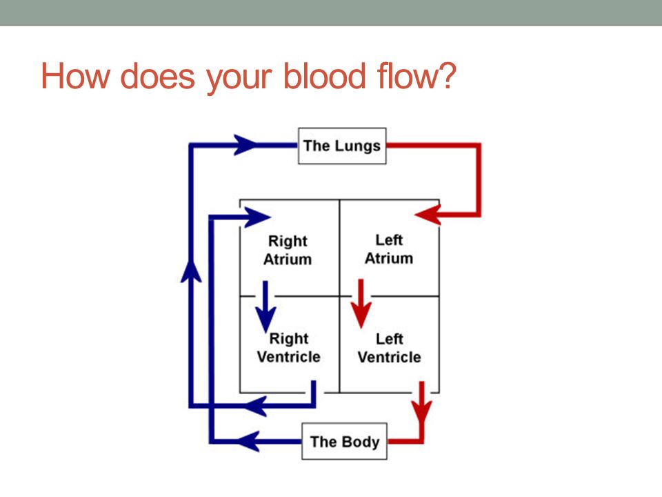 How does your blood flow