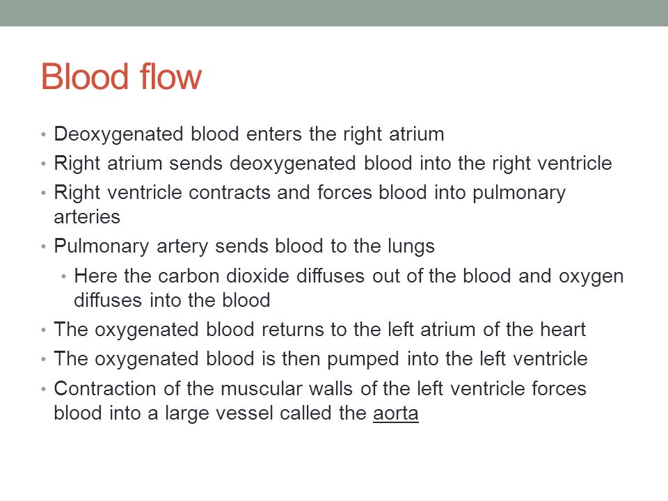 Blood flow Deoxygenated blood enters the right atrium Right atrium sends deoxygenated blood into the right ventricle Right ventricle contracts and forces blood into pulmonary arteries Pulmonary artery sends blood to the lungs Here the carbon dioxide diffuses out of the blood and oxygen diffuses into the blood The oxygenated blood returns to the left atrium of the heart The oxygenated blood is then pumped into the left ventricle Contraction of the muscular walls of the left ventricle forces blood into a large vessel called the aorta