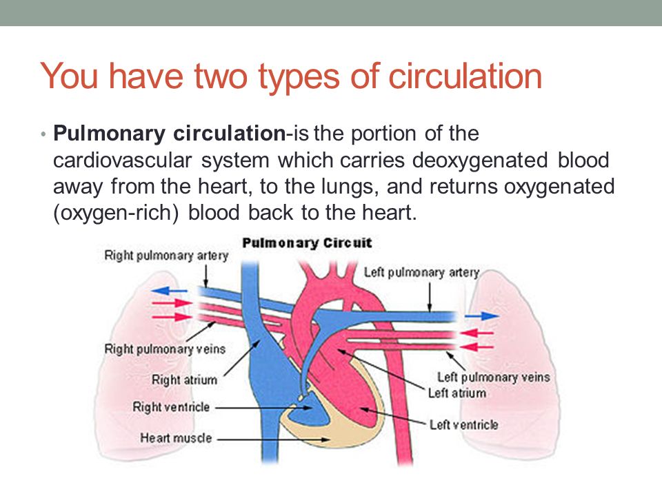 You have two types of circulation Pulmonary circulation-is the portion of the cardiovascular system which carries deoxygenated blood away from the heart, to the lungs, and returns oxygenated (oxygen-rich) blood back to the heart.