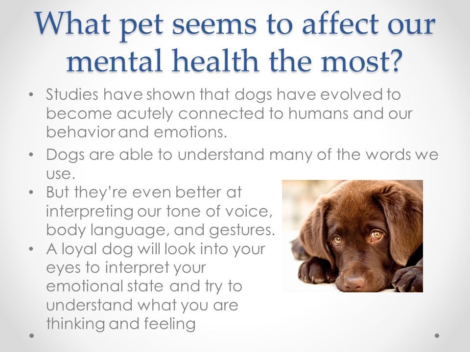 Can Pets Improve Mental Health? By: Kalli Kuebler. - ppt download