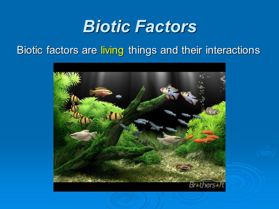 Biotic Factors Biotic factors are living things and their interactions