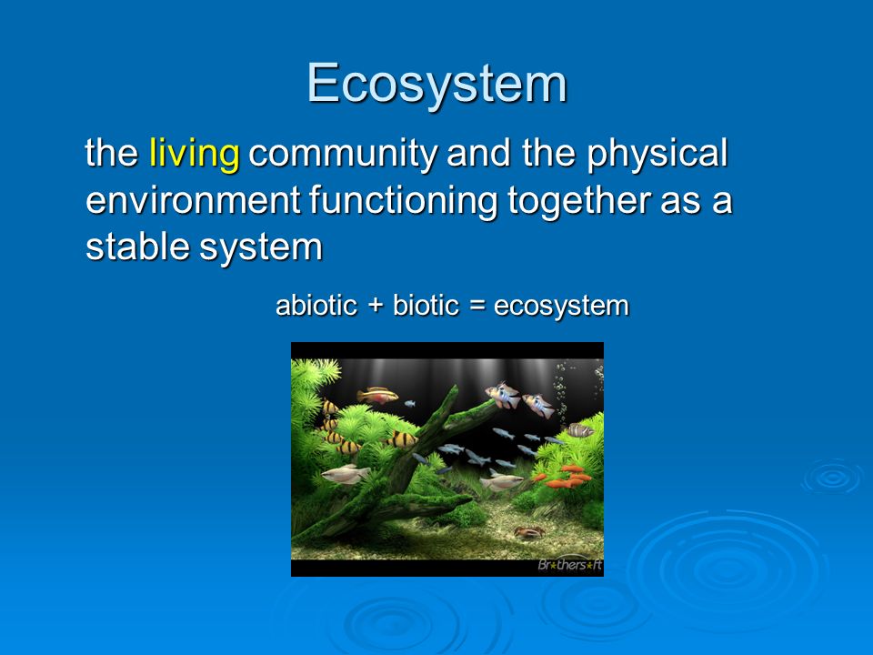 Ecosystem the living community and the physical environment functioning together as a stable system the living community and the physical environment functioning together as a stable system abiotic + biotic = ecosystem