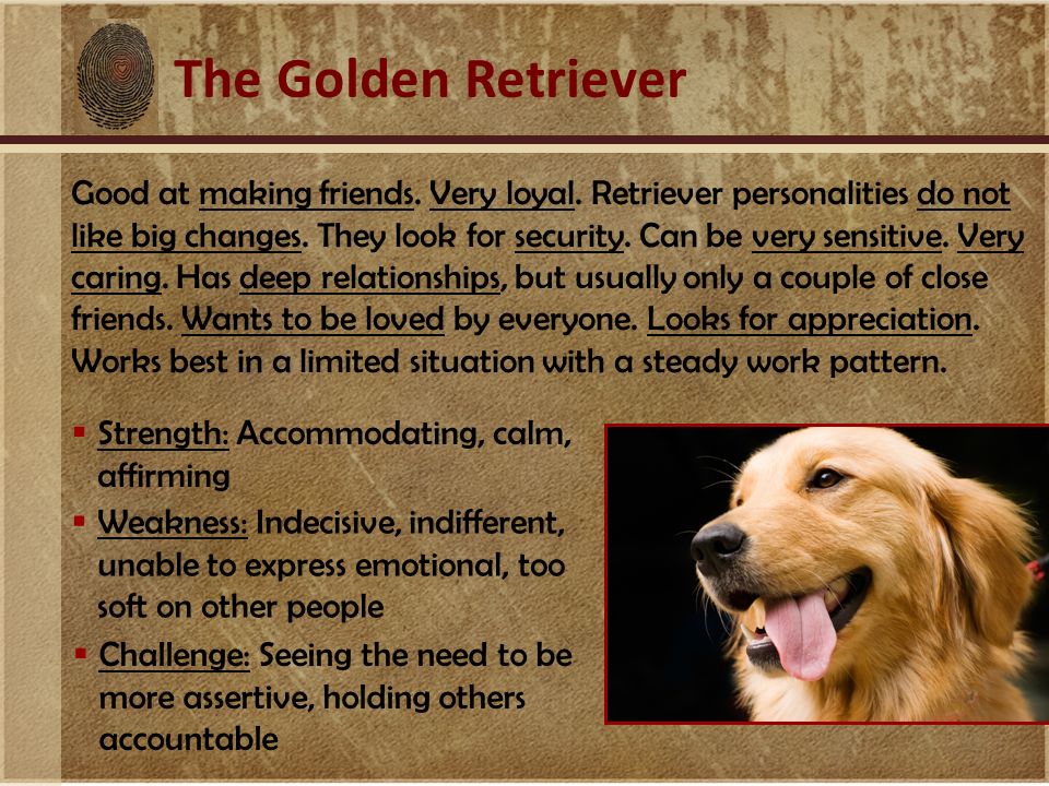 The Golden Retriever Good at making friends. Very loyal.
