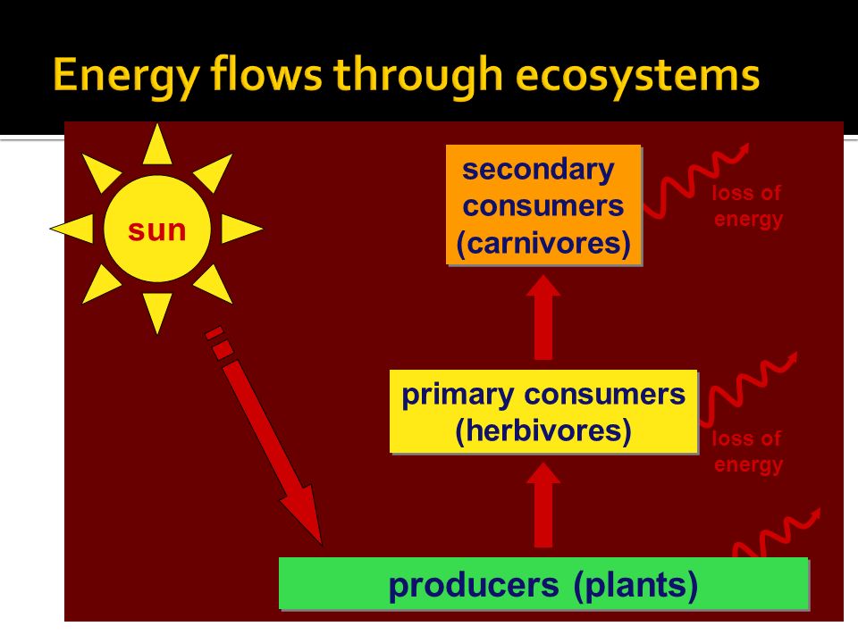 biosphere energy flows through nutrients cycle inputs  energy  nutrients inputs  energy  nutrients