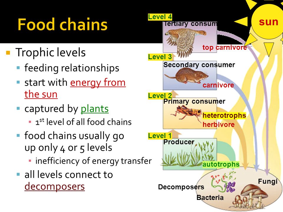 sun producers (plants) loss of energy secondary consumers (carnivores) secondary consumers (carnivores) primary consumers (herbivores) primary consumers (herbivores)