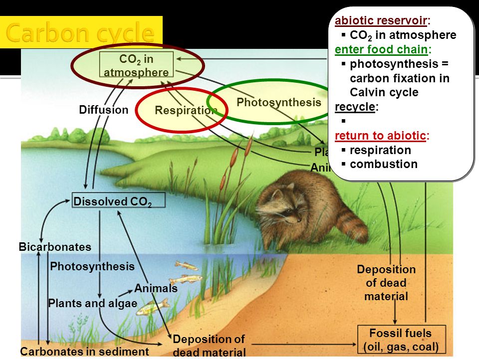 consumers decomposers abiotic reservoir nutrients made available to producers geologic processes consumers producers decomposers abiotic reservoir nutrients ENTER FOOD CHAIN = made available to producers geologic processes Decomposition connects all trophic levels return to abiotic reservoir