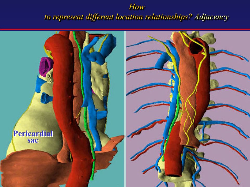 How to represent different location relationships Adjacency How Pericardial sac Pericardial sac