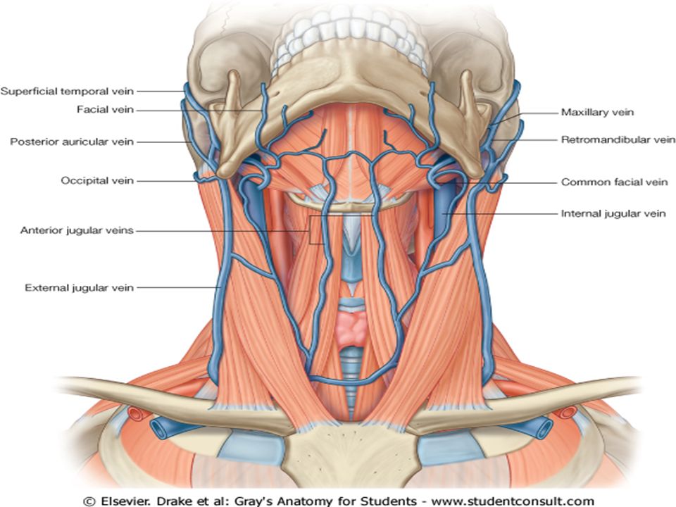 Internal open. Анатомия шеи. Платизма шеи анатомия сосудов.