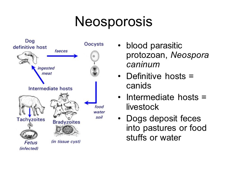 toxoplasma neospora